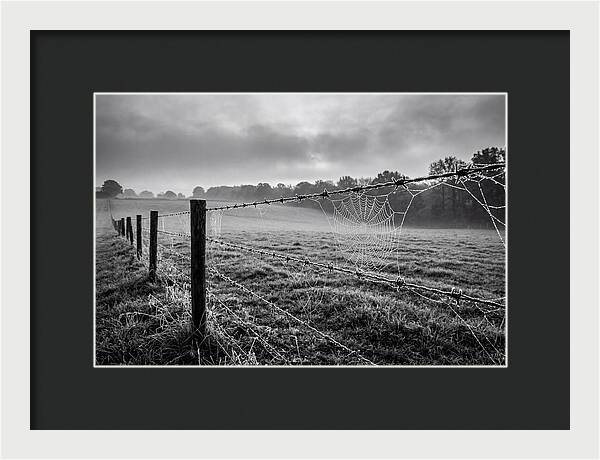 Barbed Wire Serenity
