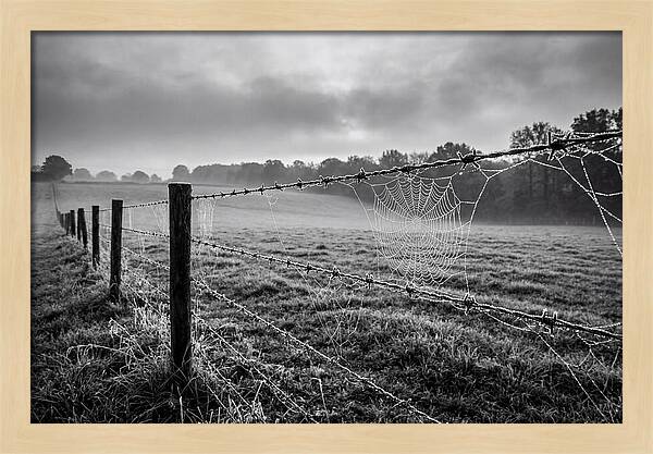 Barbed Wire Serenity