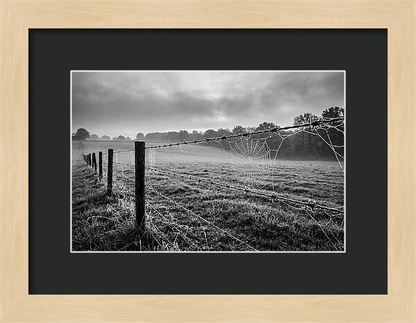 Barbed Wire Serenity