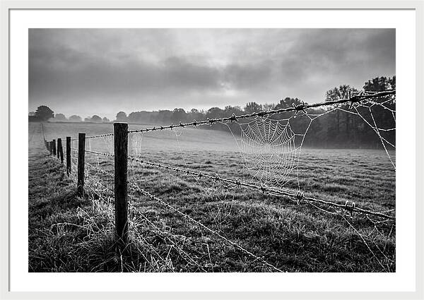 Barbed Wire Serenity