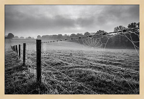 Barbed Wire Serenity