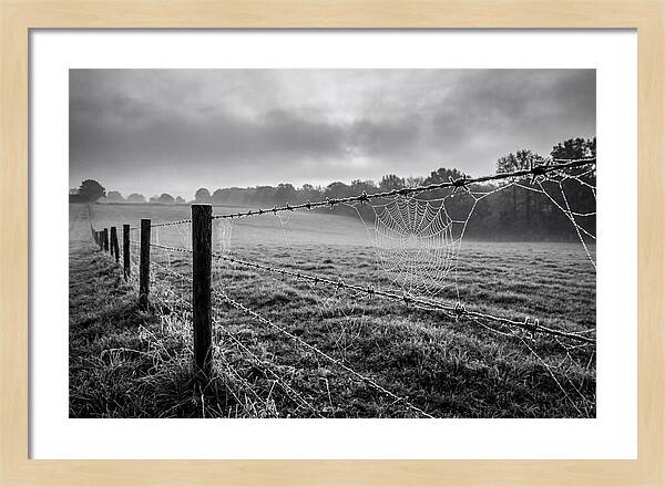 Barbed Wire Serenity