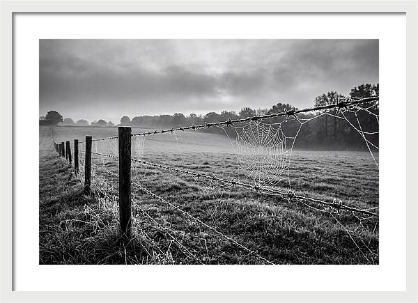 Barbed Wire Serenity