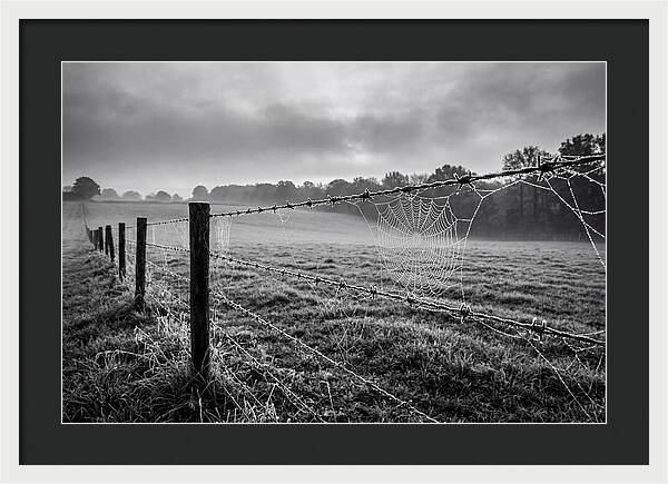 Barbed Wire Serenity