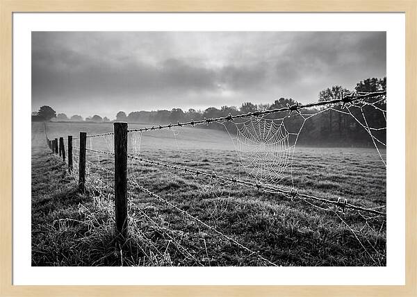 Barbed Wire Serenity