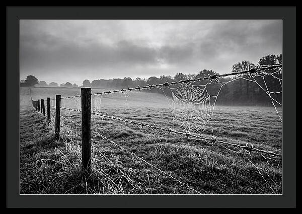 Barbed Wire Serenity