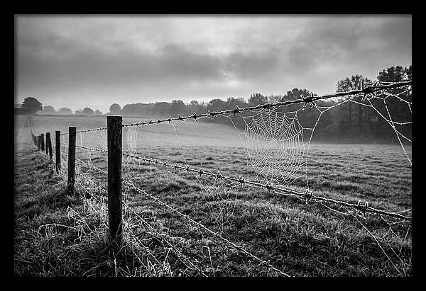 Barbed Wire Serenity