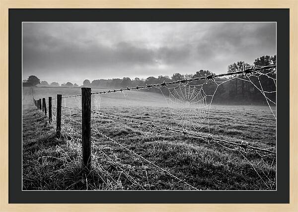 Barbed Wire Serenity