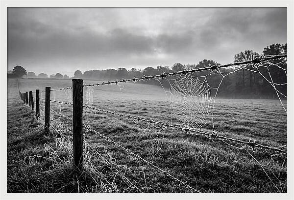 Barbed Wire Serenity