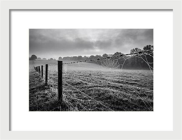 Barbed Wire Serenity