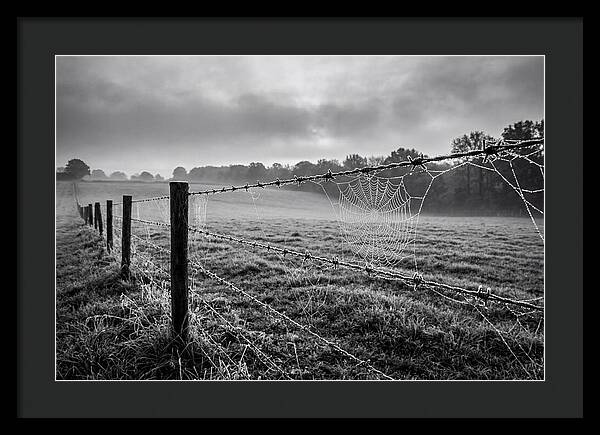 Barbed Wire Serenity