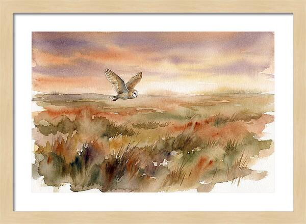 Barn Owl Gliding Over Grassland