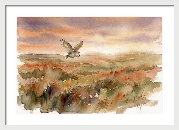 Barn Owl Gliding Over Grassland
