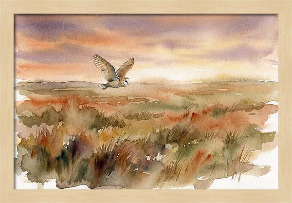 Barn Owl Gliding Over Grassland
