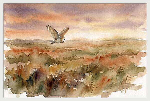 Barn Owl Gliding Over Grassland