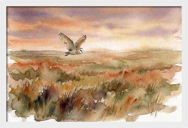 Barn Owl Gliding Over Grassland