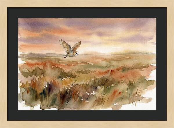 Barn Owl Gliding Over Grassland