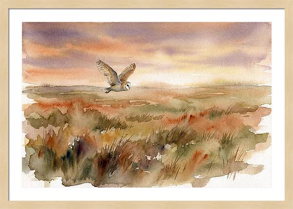 Barn Owl Gliding Over Grassland