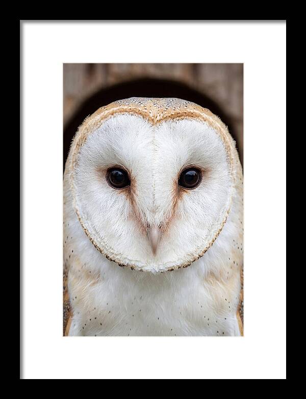 Barn Owl Heart Face