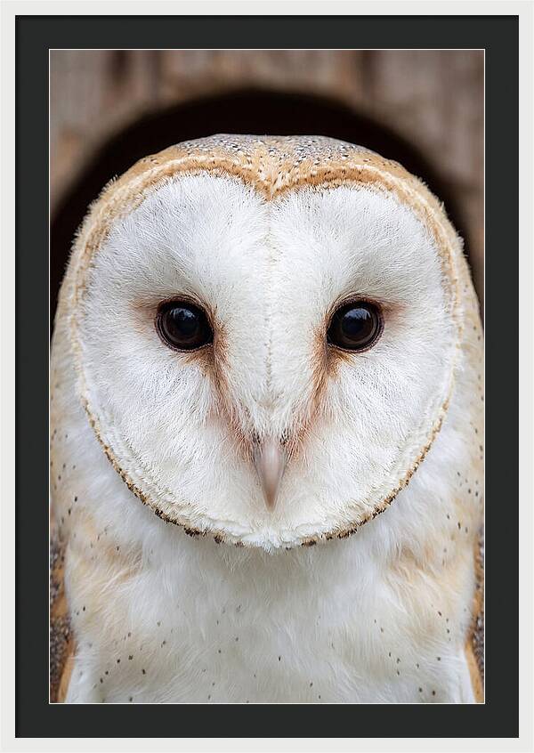Barn Owl Heart Face