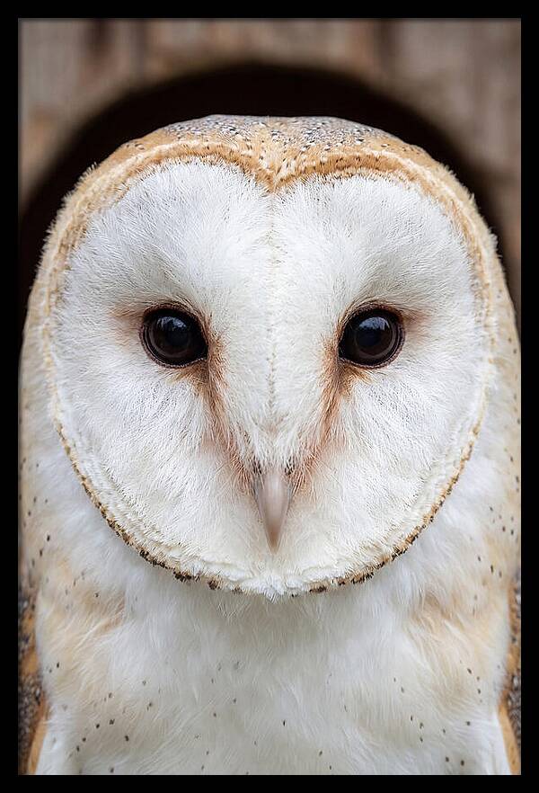 Barn Owl Heart Face