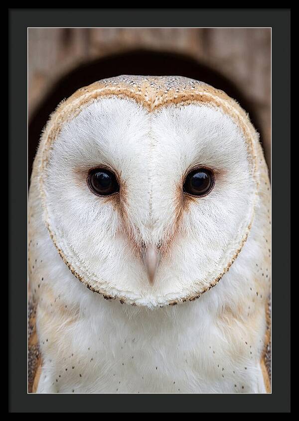 Barn Owl Heart Face