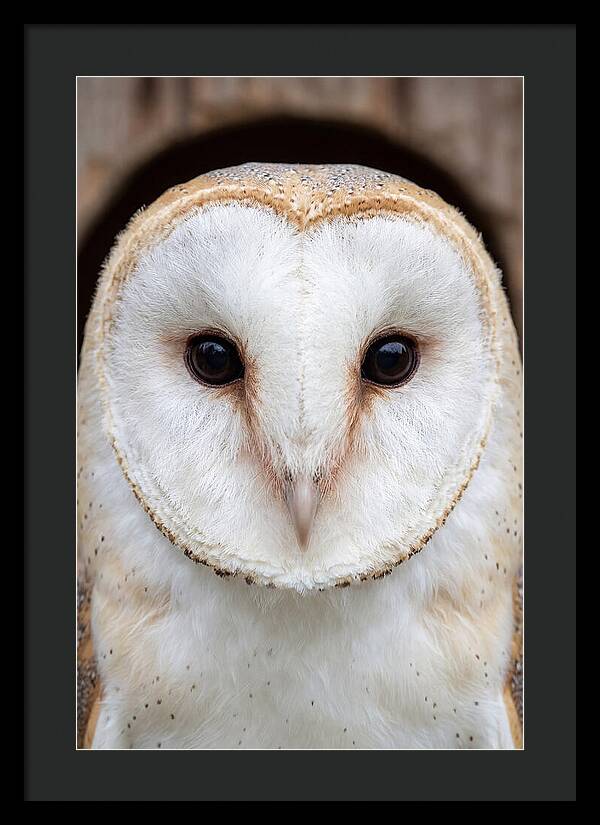 Barn Owl Heart Face