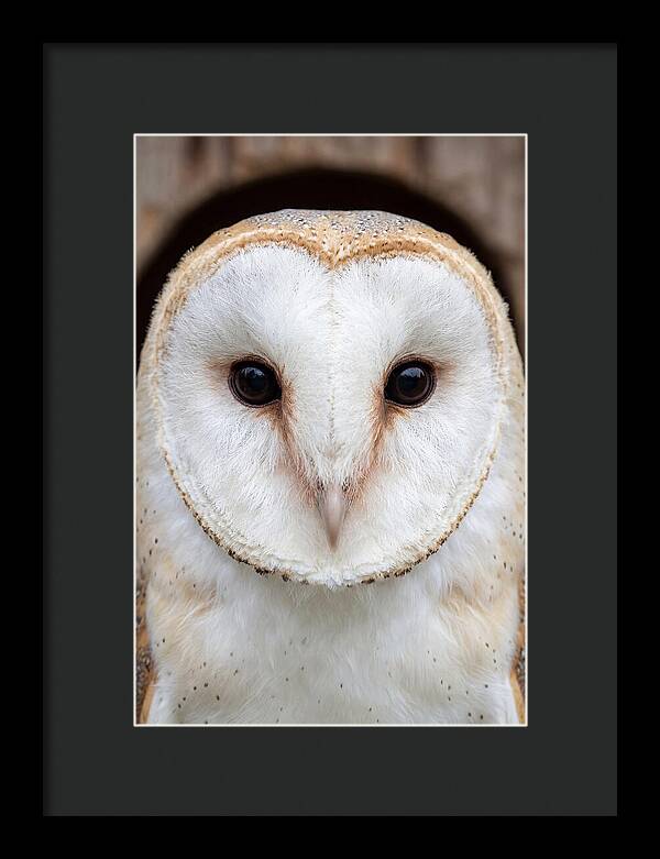 Barn Owl Heart Face