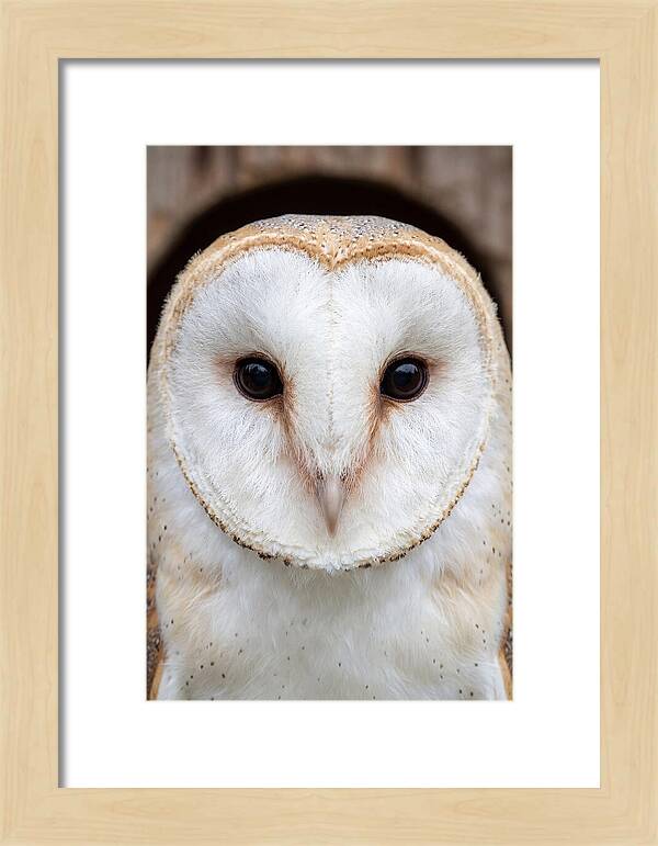 Barn Owl Heart Face