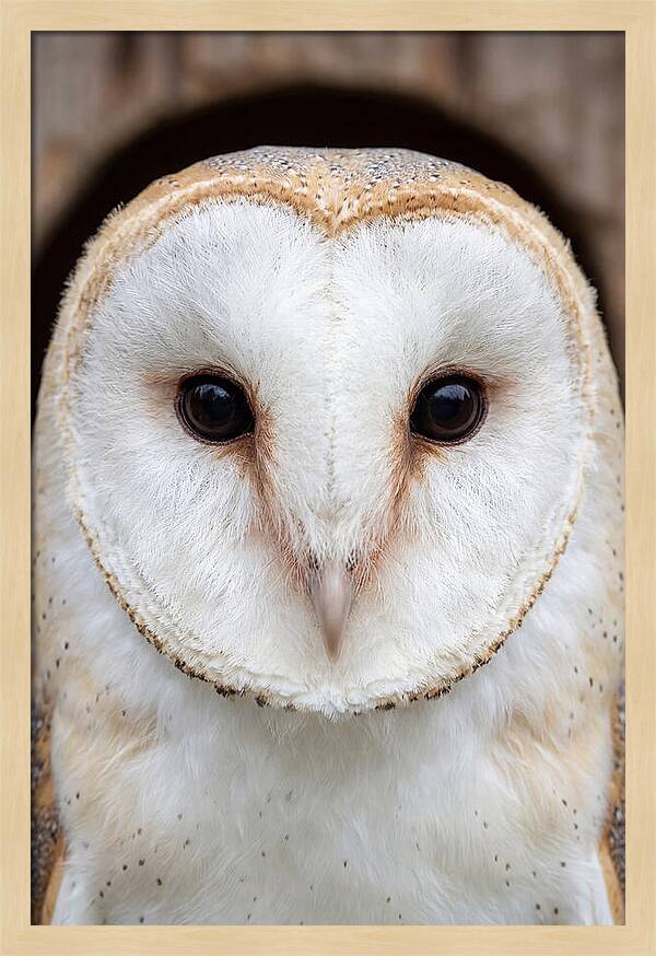 Barn Owl Heart Face