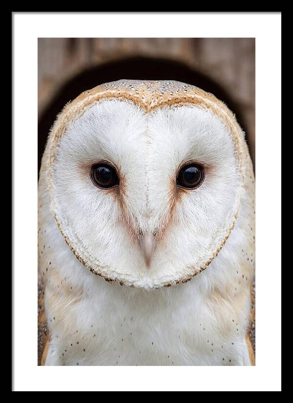 Barn Owl Heart Face