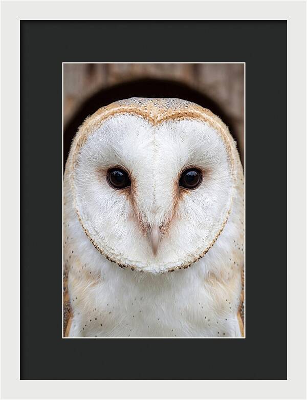Barn Owl Heart Face