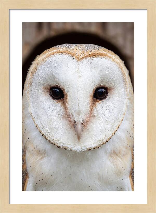 Barn Owl Heart Face
