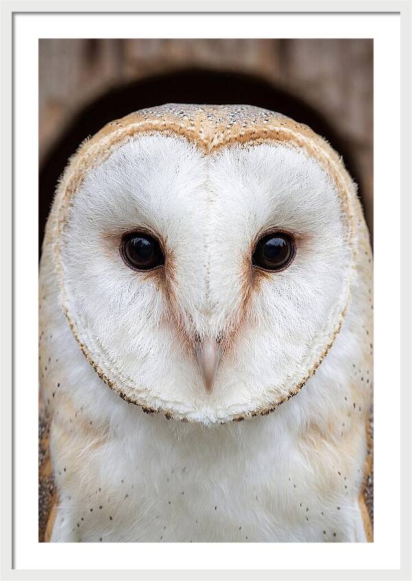 Barn Owl Heart Face
