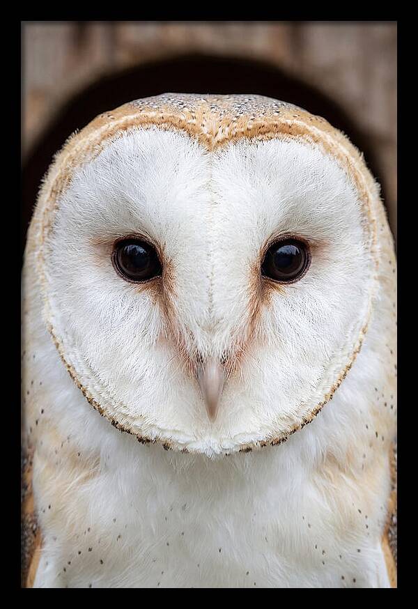 Barn Owl Heart Face