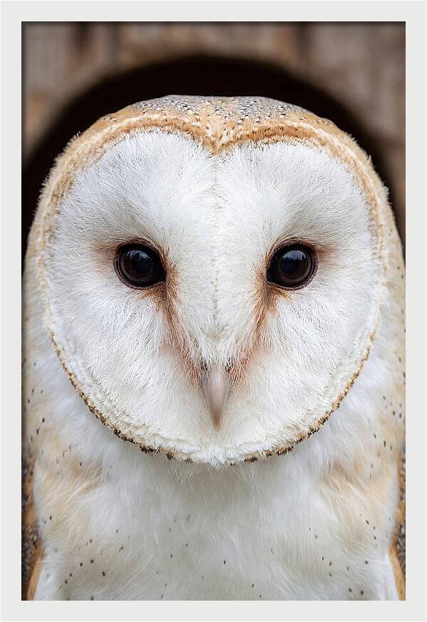 Barn Owl Heart Face