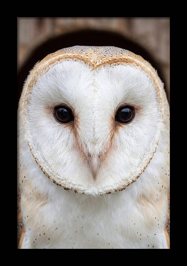 Barn Owl Heart Face