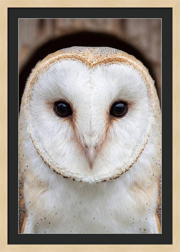 Barn Owl Heart Face