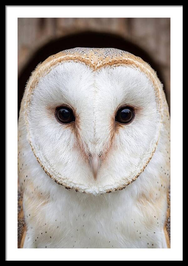 Barn Owl Heart Face