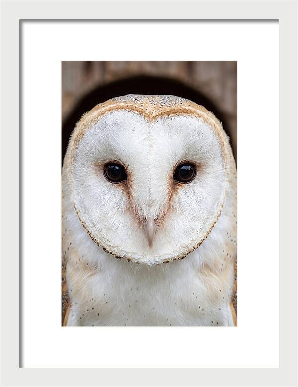 Barn Owl Heart Face