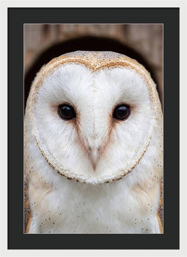 Barn Owl Heart Face
