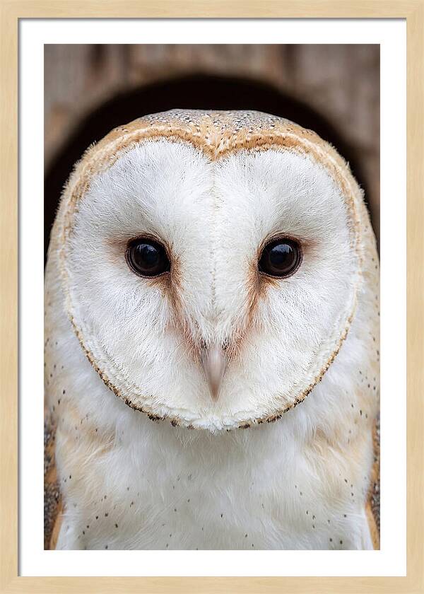 Barn Owl Heart Face