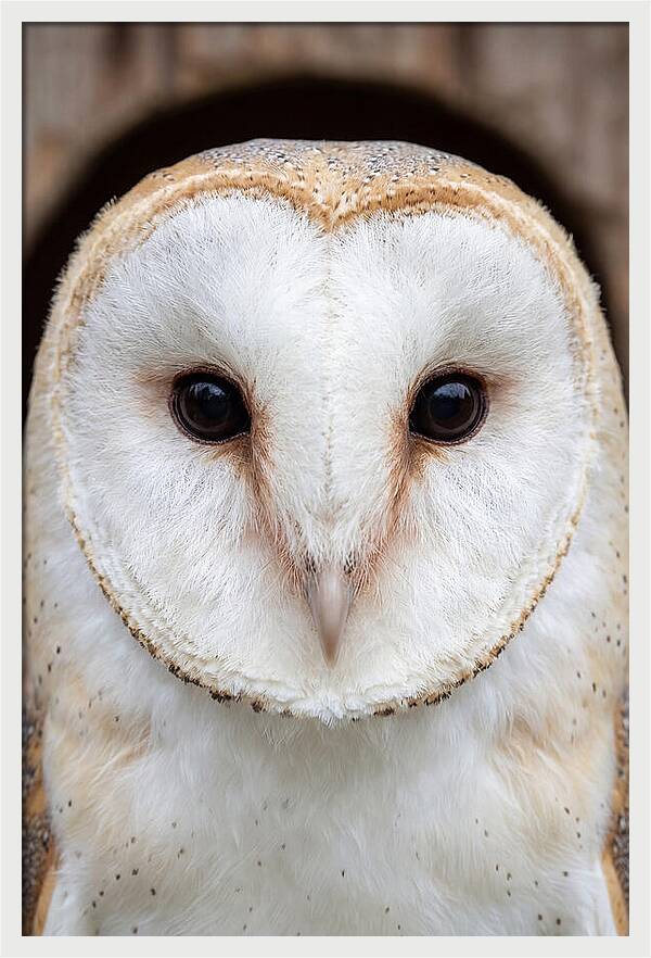 Barn Owl Heart Face