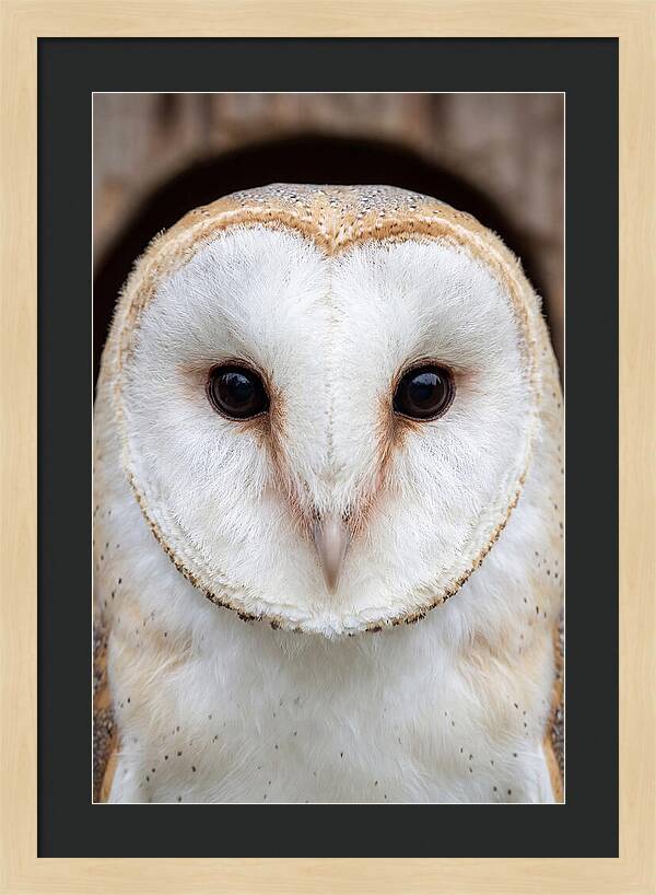 Barn Owl Heart Face