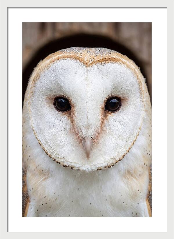 Barn Owl Heart Face