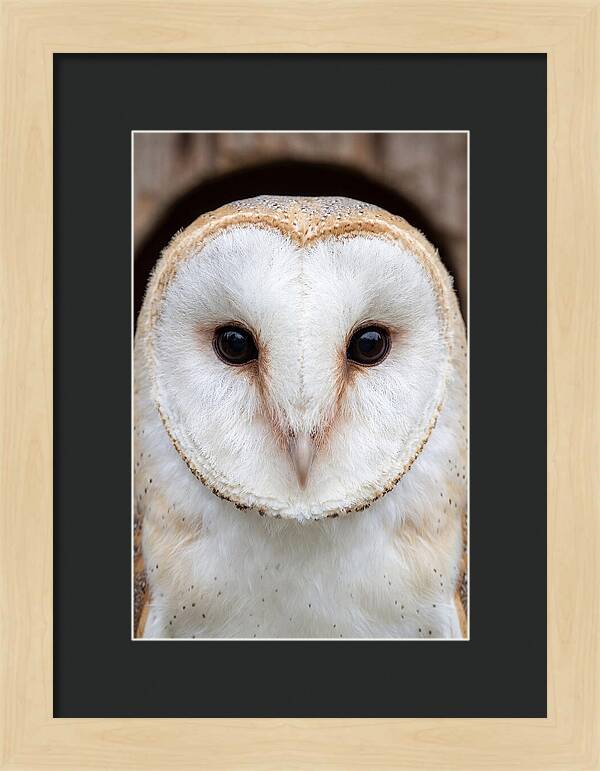 Barn Owl Heart Face