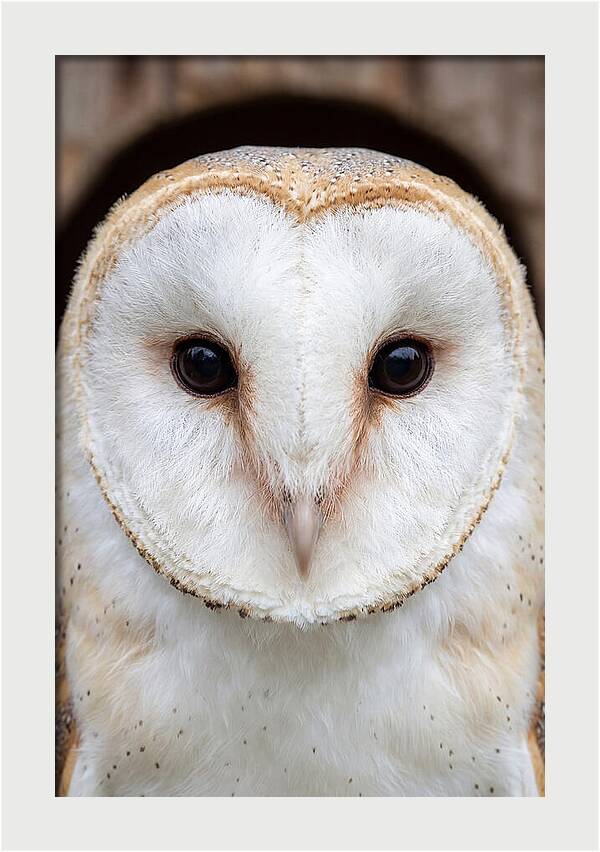 Barn Owl Heart Face