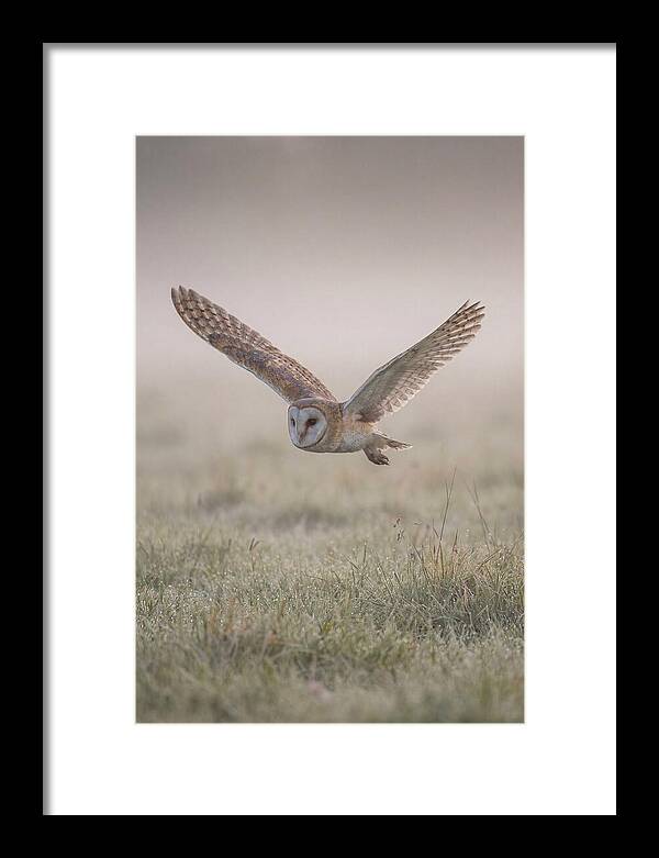 Barn Owl In Flight