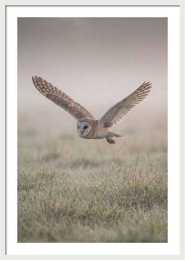 Barn Owl In Flight