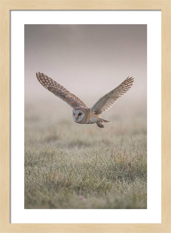 Barn Owl In Flight